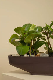 Peperomia Boat